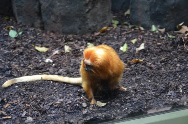 Tamarin Leão Dourado Jardim Zoológico Frankfurt — Fotografia de Stock