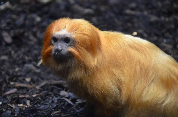 León Oro Tamarin Zoológico Frankfurt — Foto de Stock