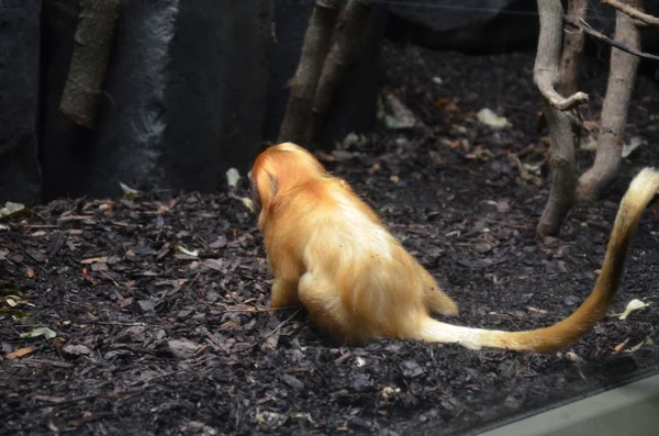 Golden Lion Tamarin Zoo Frankfurt — Stockfoto