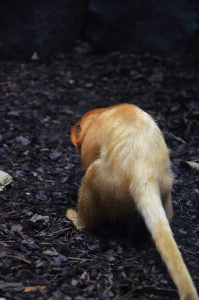 Marmozeta Lwia Zoo Frankfurcie — Zdjęcie stockowe