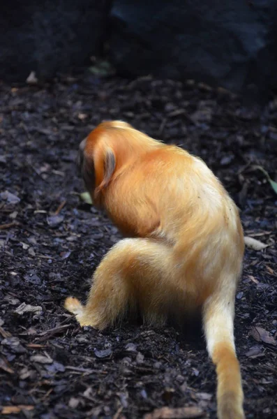 ゴールデンライオンタマリン フランクフルト動物園 — ストック写真