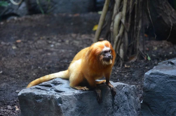 Golden Lion Tamarin Zoo Frankfurt — Stock Photo, Image