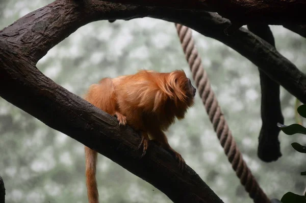 Golden Lion Tamarin Zoo Frankfurt — Stock Photo, Image