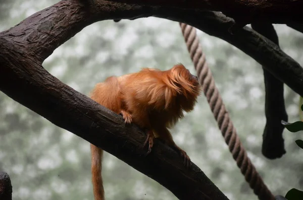 Tamarin Leão Dourado Jardim Zoológico Frankfurt — Fotografia de Stock