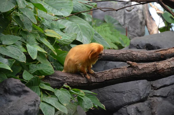 Lion Tamarin Zoo Francfort — Photo