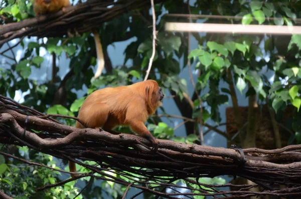 Golden Lion Tamarin Zoo Frankfurt — Stock Photo, Image