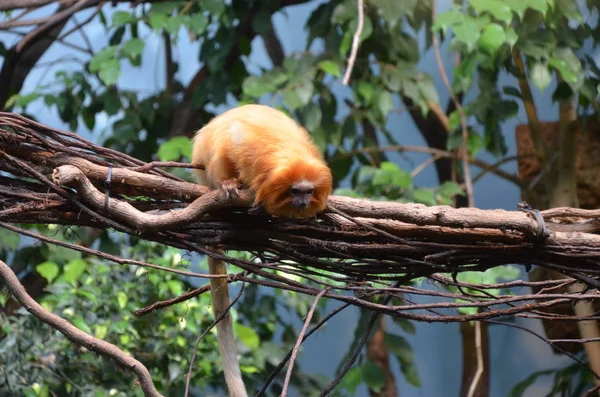 Golden Lion Tamarin Zoo Frankfurt — Stockfoto