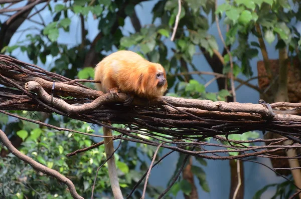 Tamarin Leão Dourado Jardim Zoológico Frankfurt — Fotografia de Stock