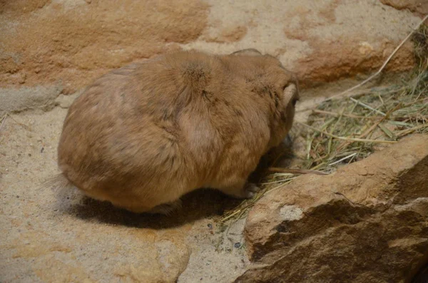 Gundi Común Ctenodactylus Gundi — Foto de Stock