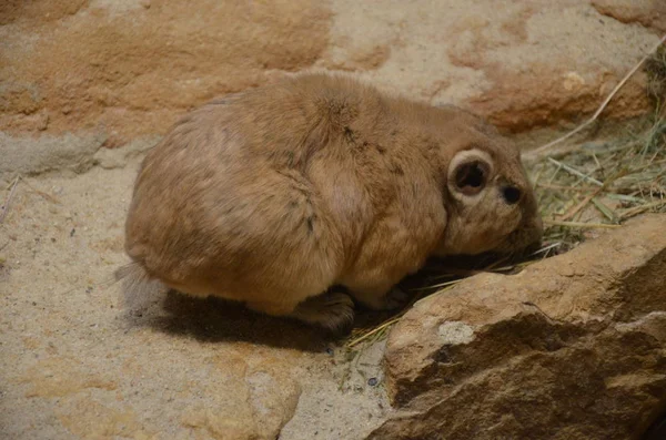 Gundi Común Ctenodactylus Gundi — Foto de Stock