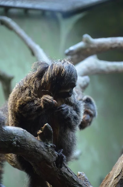 White Faced Saki Monkey — Stock Photo, Image