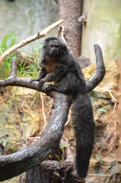 Saki Białolica Małpa — Zdjęcie stockowe