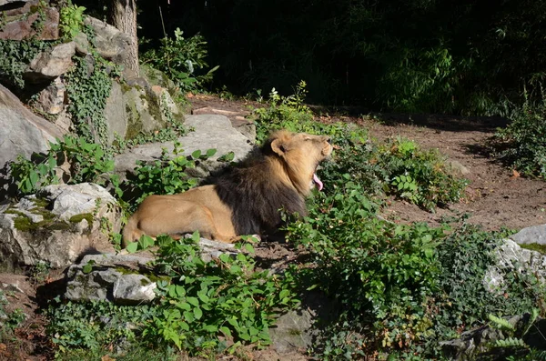 放松在动物园里的狮子 — 图库照片