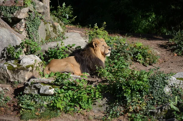 Lion Relaxe Dans Zoo — Photo