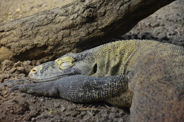 Dragões Komodo Varanus Komodoensis — Fotografia de Stock