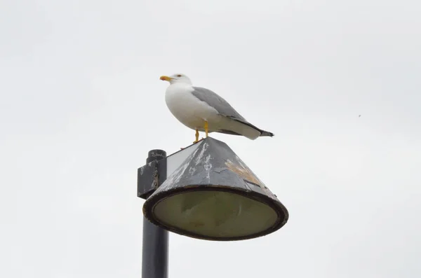 Gaivota Prateada Larus Argentatus — Fotografia de Stock