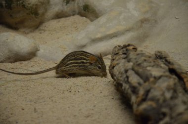 Afrika Çizgili Çimen Fare