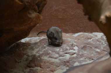 Yuvarlak kulaklı sı (Macroscelides proboscideus)