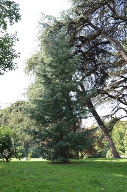 Parco sempione Milano 