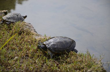 Parco sempione Milano 