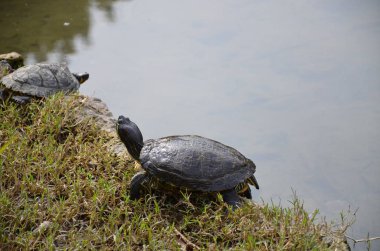 Parco sempione Milano 