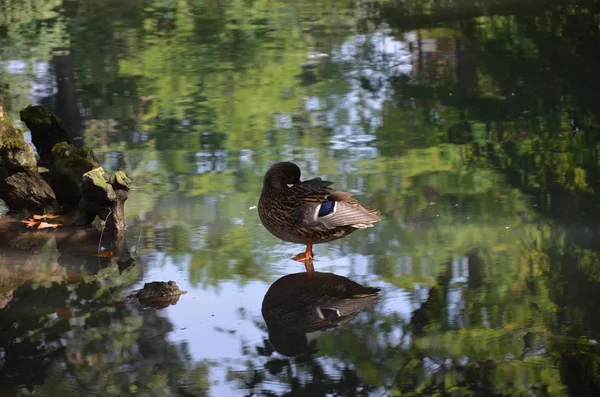 Parco Sempione Milan — Photo