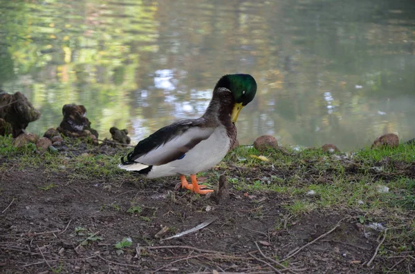 Parco Sempione Mailand — Stockfoto