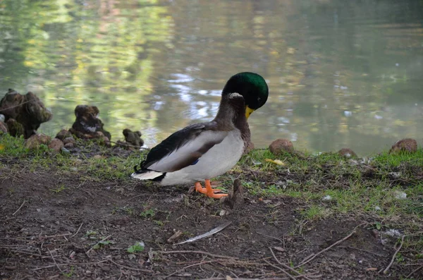 Parco Sempione Milano — Stockfoto