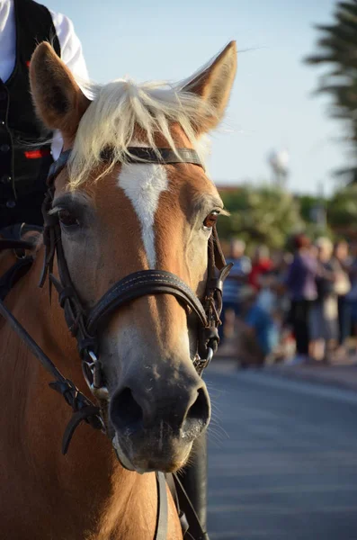 Tradition Folklore Sardaigne — Photo