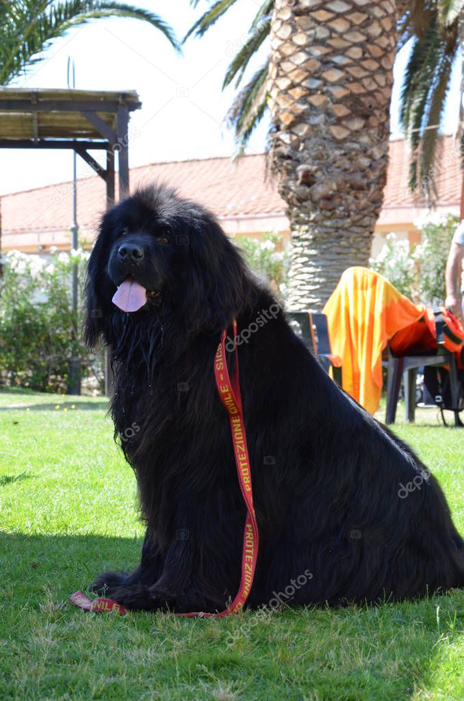 A black Lifeguard dog