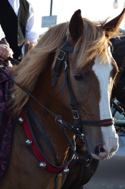 Gelenek ve halk, Sardinya