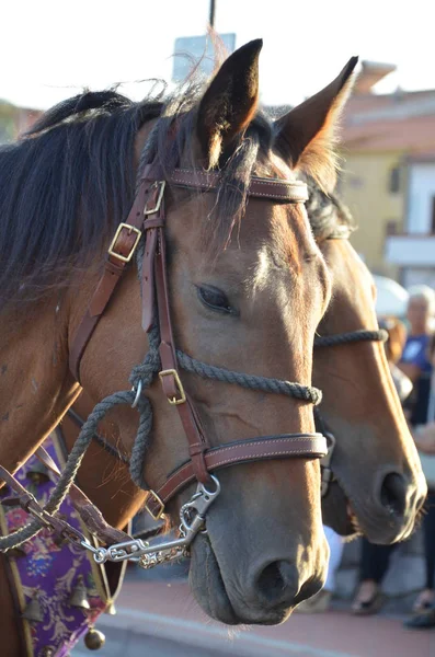 Tradition Folklore Sardaigne — Photo