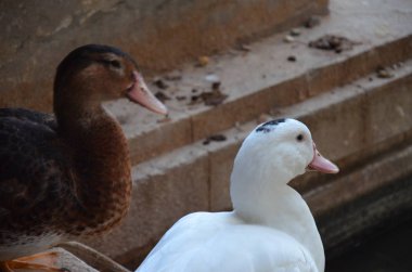 Sciacca Sicilya Park