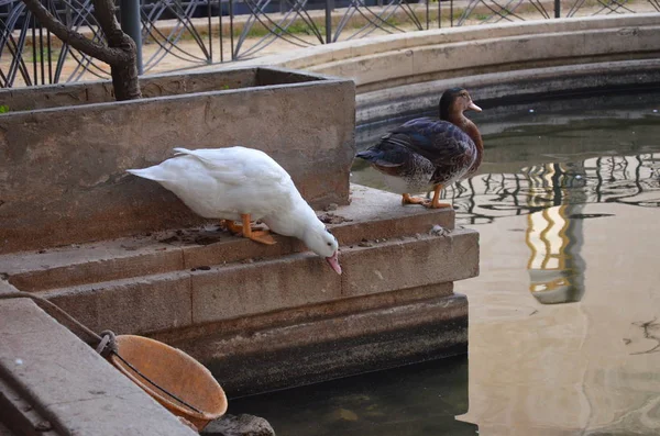 Parque Sciacca Sicilia — Foto de Stock