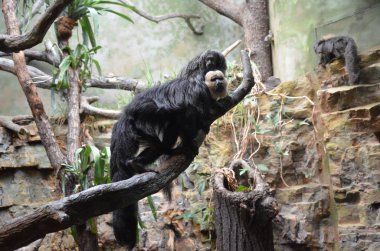 Beyaz yüzlü Saki (Pithecia pithecia) 