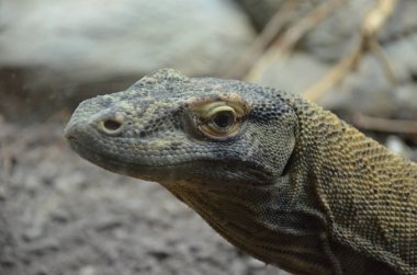 Komodo Dragon, dünyanın en büyük kertenkelesi.