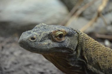 Komodo Dragon, dünyanın en büyük kertenkelesi.