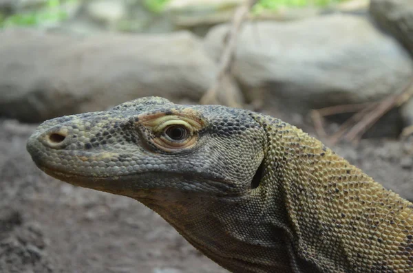 Komodo Dragon Largest Lizard World — Stock Photo, Image