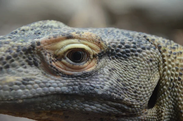 Komodo Dragon Maior Lagarto Mundo — Fotografia de Stock