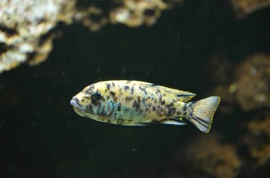 Akvaryumdaki tropikal balıklar