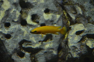 Akvaryumdaki tropikal balıklar