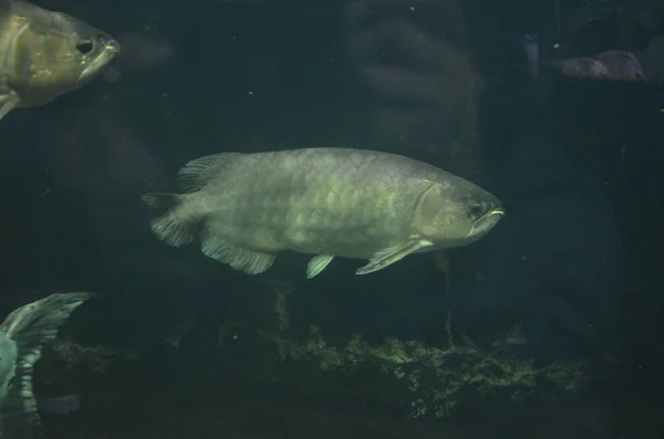 Tropische Vissen Het Aquarium — Stockfoto