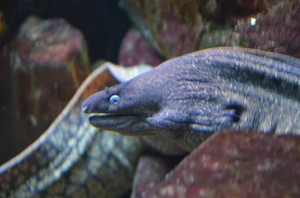 Moray Eel Its Mouth Open — Stock Photo, Image
