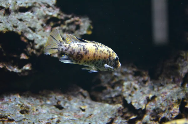 Tropische Vissen Het Aquarium — Stockfoto