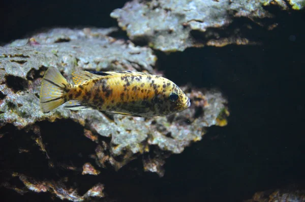 Peces Tropicales Acuario —  Fotos de Stock