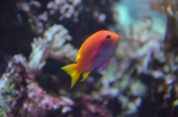 水族館の熱帯魚は — ストック写真