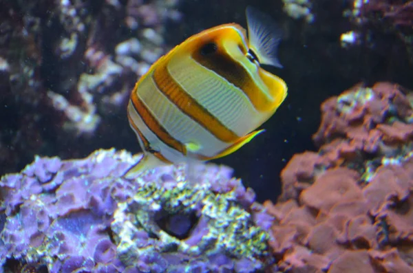 Tropische Vissen Het Aquarium — Stockfoto