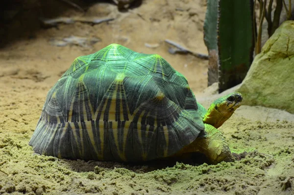 Żółw Lądowy Spacery Piasku — Zdjęcie stockowe