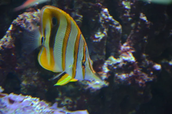 Akvaryumdaki Tropikal Balıklar — Stok fotoğraf