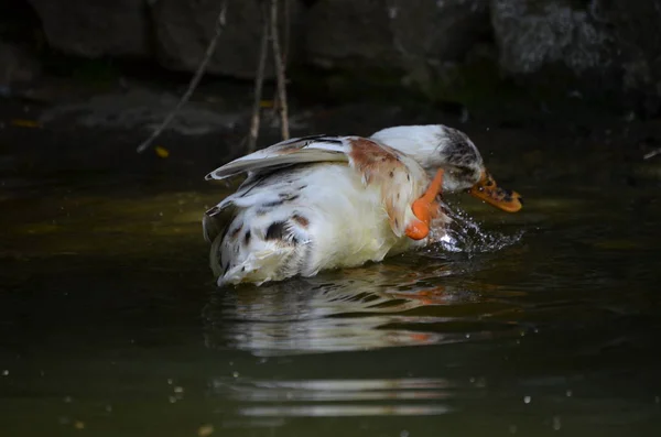 Close Portrait Mallard Duck — Stock Photo, Image